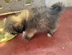 Shih Tzu Puppies