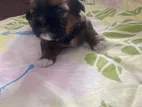 Shih Tzu Puppies