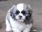 Shih Tzu Puppies