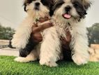 Shih Tzu Puppies