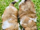 Shih Tzu Puppies