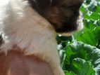Shih Tzu Puppies