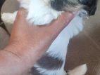 Shih Tzu Puppies