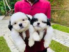 Shih Tzu Puppies