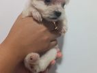 Shih Tzu Puppies