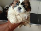 Shih tzu Puppies