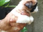 Shih Tzu Puppies