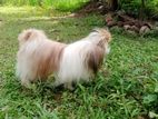 Shih Tzu Puppies