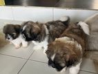 Shih Tzu Puppies