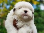 Shih Tzu Puppies