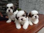 Shih tzu Female Puppies