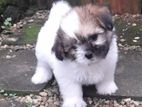 Shih -Tzu Puppies