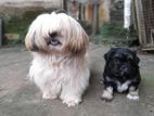 Shih -Tzu Puppies