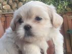 Shih -Tzu Puppies