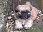 Shih -Tzu Puppies