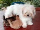 Shih Tzu Puppies