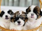 Shih Tzu Puppies