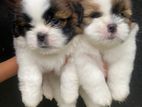 Shih Tzu Puppies