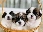 Shih Tzu puppies