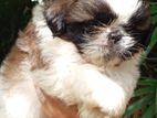 Shih Tzu Puppies