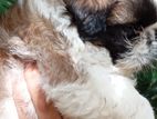 Shih Tzu Puppies