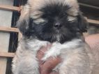 Shih tzu Puppies
