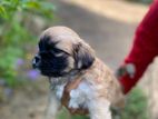 Shih Tzu Puppies
