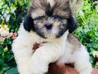 Shih-Tzu Puppies