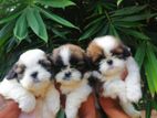 Shih Tzu Puppies