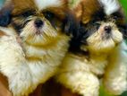 Shih Tzu Puppies