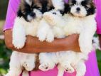 Shih-Tzu Puppies