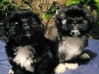 Shih Tzu Puppies