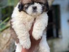 Shih-Tzu Puppies
