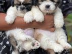 Shih Tzu Puppies