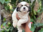 Shih Tzu Puppies