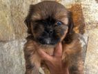 Shih Tzu Puppies