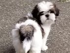 Shih Tzu Puppies