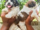 Shih Tzu Puppies