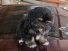 Shih Tzu Puppies