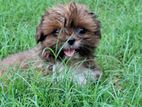 Shih Tzu Puppies