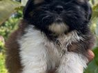 Shih Tzu Puppies
