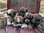 shih Tzu Puppies