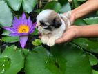 Shih Tzu Puppies