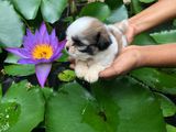 Shih Tzu Puppies