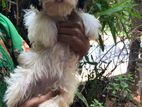 Shih Tzu puppies