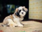 Shih tzu Puppies