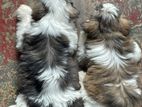 Shih Tzu Puppies