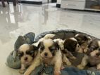 Shih Tzu Puppies