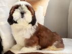 Shih Tzu Puppies