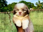 Shih Tzu Puppies